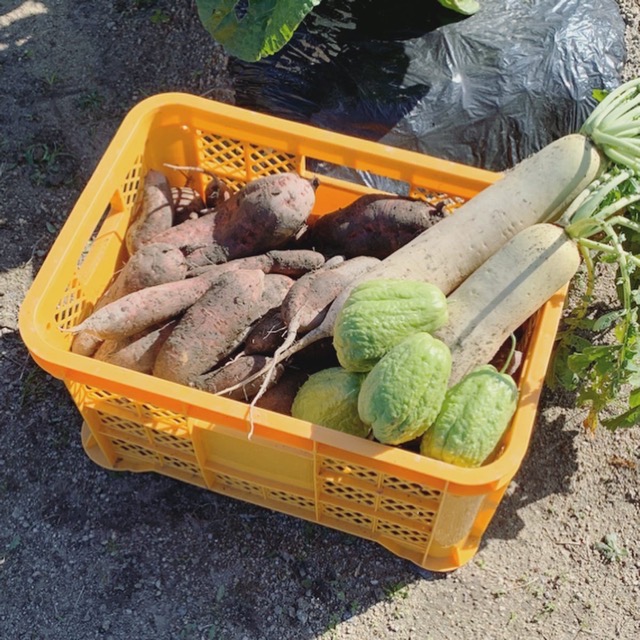 収穫した安納芋と大根、ハヤトウリ
