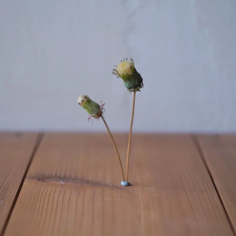 タンポポのドライ綿毛制作の手順04